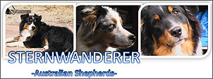 www.Sternwanderer-Aussies.de
