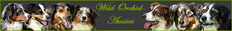 www.WildOrchid.de