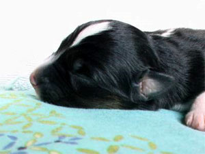Welpen Cleo * Luke