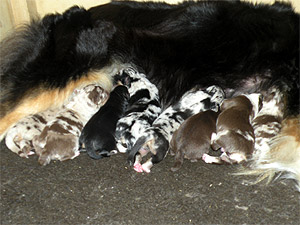 Jill mit den neun Zwergen