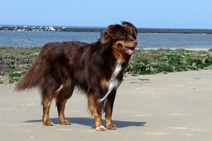 Rangi