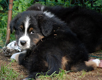 Jako