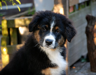 Jako