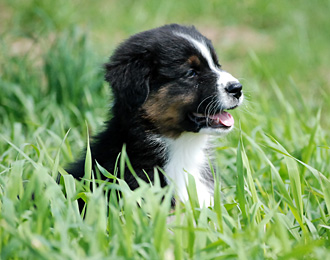 Jako