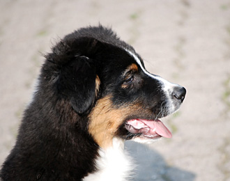 Jako