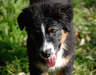 Jako