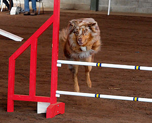 Twister in Belgien w�hrend der Agility Show