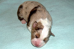 Fritz