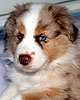 Oscar - Wild Orchid�s Man of the Moon