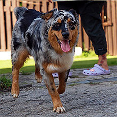Luis - Wild Orchid�s Roadstar Luis