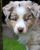 Chelsea - Cinnamon's Chelsea