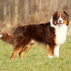 Nash - Cinnamons Nash