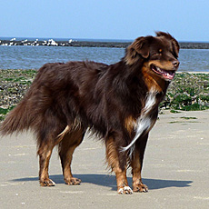 Ranger - Cinnamons Ranger