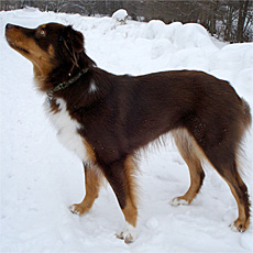 Yuma - Cinnamons Yuma