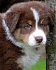 Nash - Cinnamon's Nash