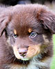 Ranger - Cinnamon's Ranger