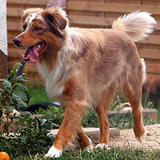 Wanda - Frosti's Wanda