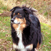 P�nktchen