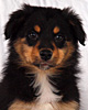 Franziska - Wild Orchid�s Grace of Royal