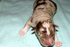 Frieda