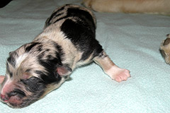 Hannes