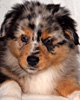 Jasper - Wild Orchid�s Little Treasure