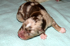 Merlin