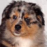 Jasper - 8 Wochen alt