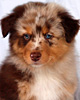 Merlin - Wild Orchid�s Red Valentine