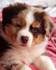 Wolly - Wild Orchid�s Who is my Daddy?
