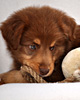 Balou - Cinnamon's Balou