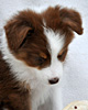 Koda - Cinnamon's Koda