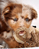 Milo - Cinnamon's Milo