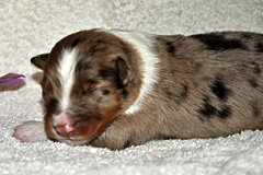 Takoda