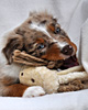 Takoda - Cinnamon's Takoda