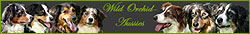 www.WildOrchid.de