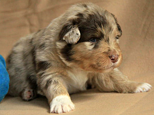 Welpen