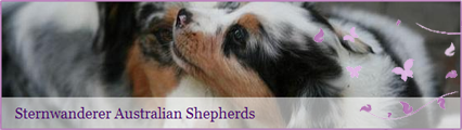 www.sternwanderer-australian-shepherds.de